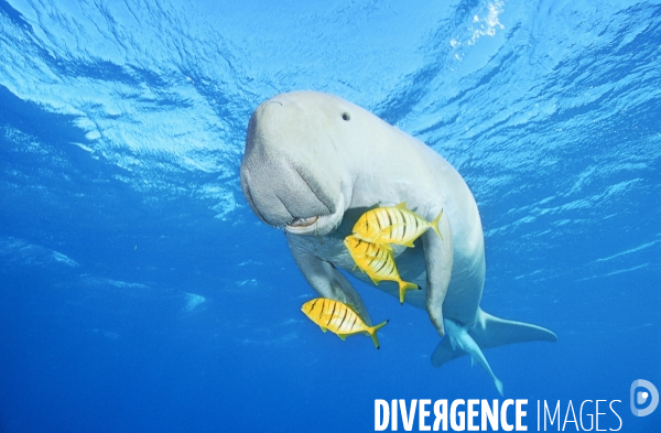 Dugong