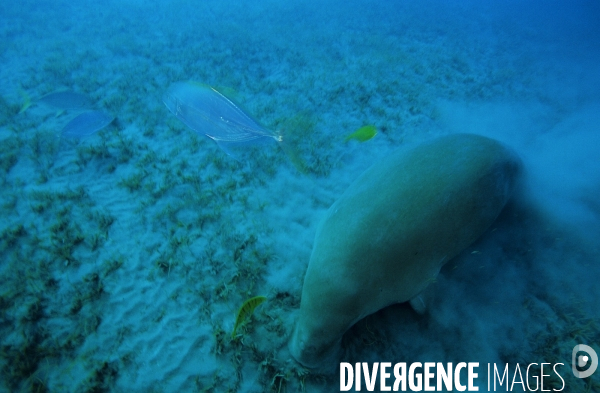 Dugong