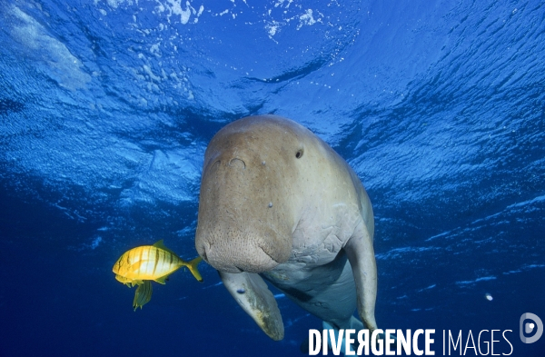 Dugong