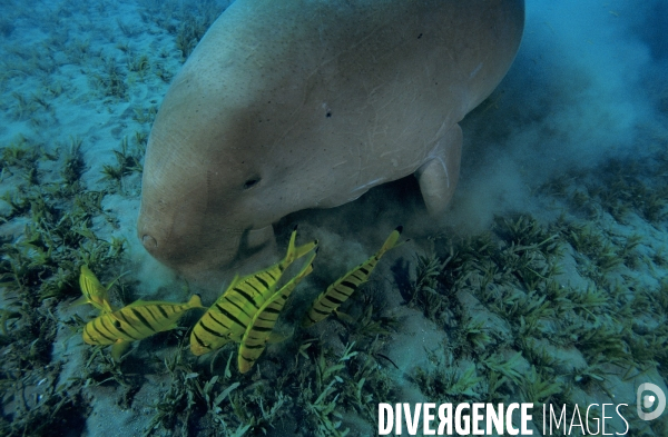 Dugong