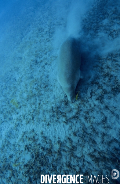 Dugong