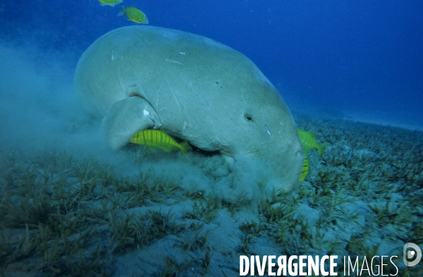 Dugong