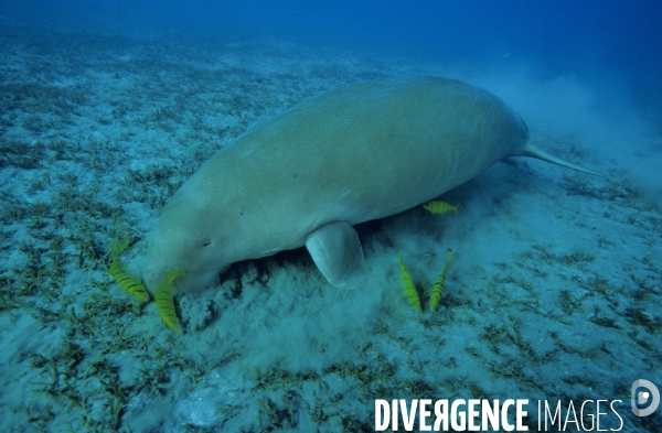 Dugong