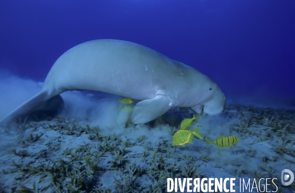 Dugong