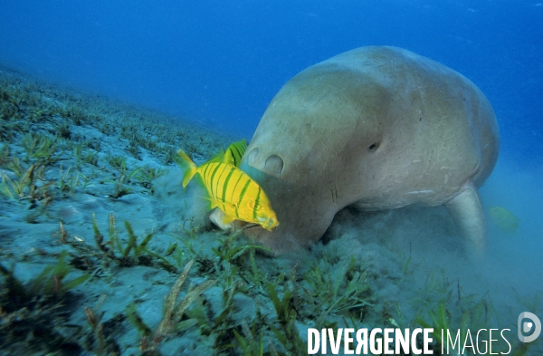 Dugong