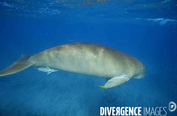 Dugong