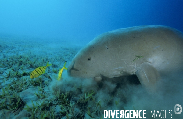 Dugong