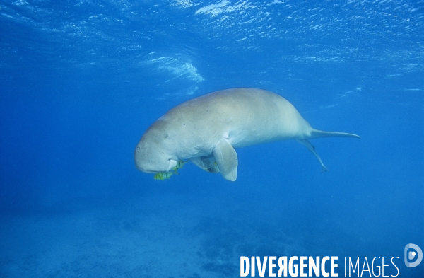 Dugong