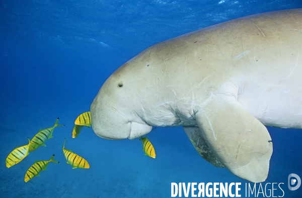 Dugong