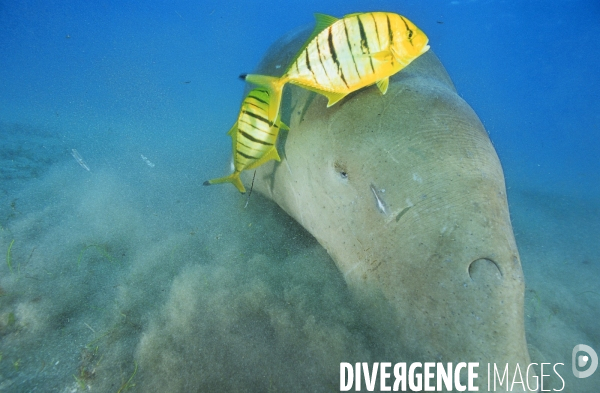 Dugong