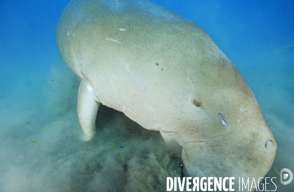 Dugong