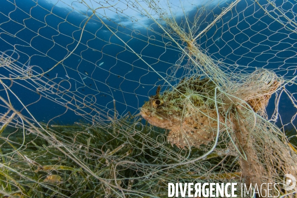 Rascasse prise dans un filet de pêche