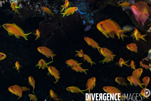 Banc d Anthias au-dessus des coraux en Mer Rouge