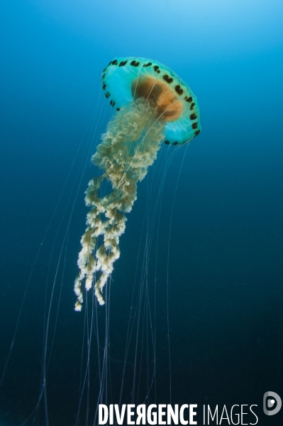 Méduse rayonnée Chrysaora hysoscella