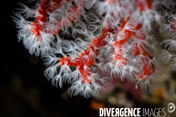 Branche de corail rouge de Méditerranée