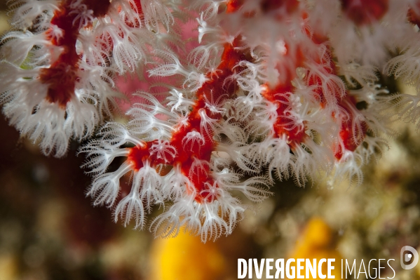 Branche de corail rouge de Méditerranée