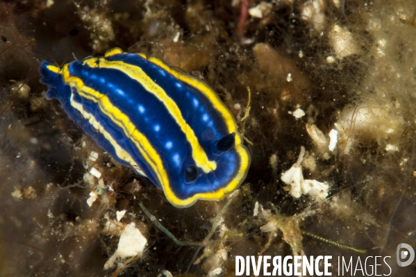 Nudibranche Felimare tricolor