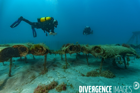 Suivi des récifs artificiels REMORA