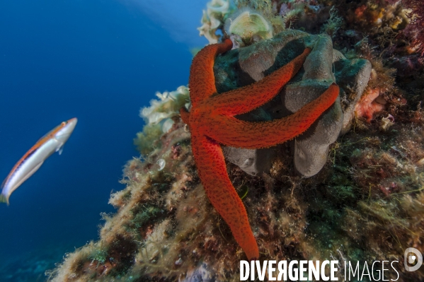 Etoile de mer rouge de Méditerranée Echinaster sepositus