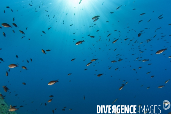 Banc de castagnoles Chromis chromis