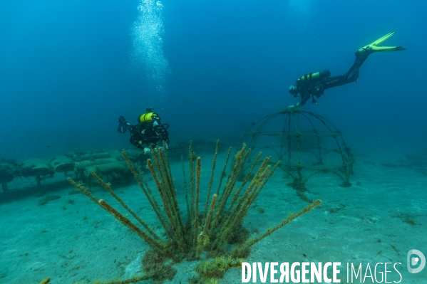 Suivi des récifs artificiels REMORA