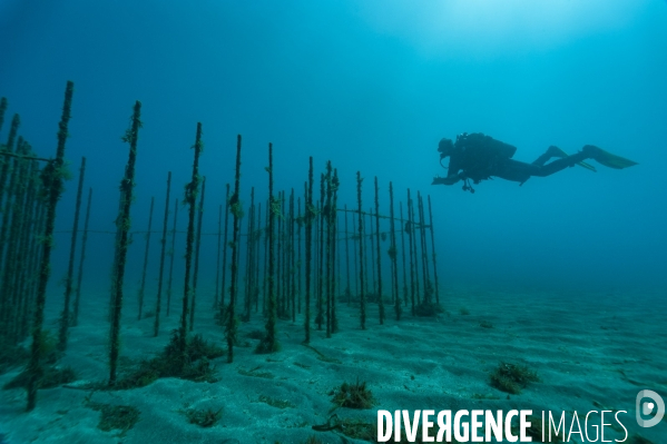 Suivi des récifs artificiels REMORA