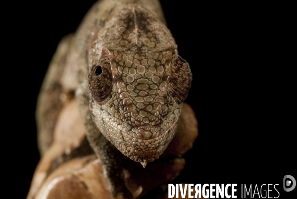 Cameleon
