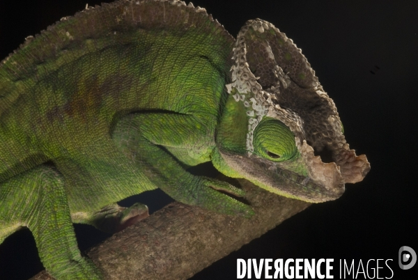 Cameleon