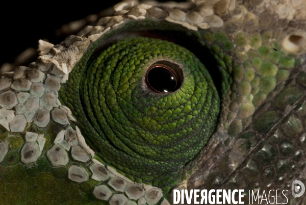 Cameleon