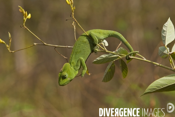Cameleon