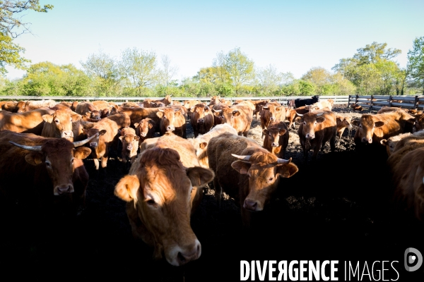 Transhumance ligérienne