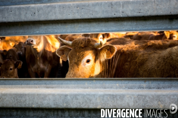 Transhumance ligérienne