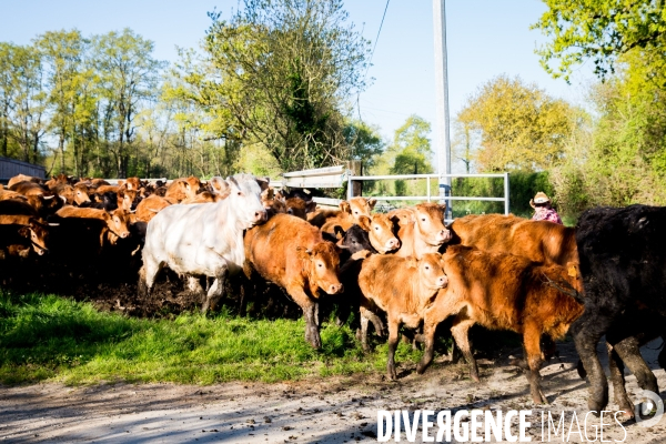 Transhumance ligérienne