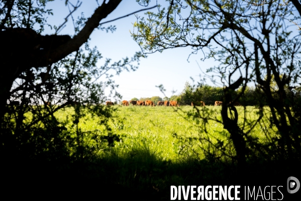 Transhumance ligérienne