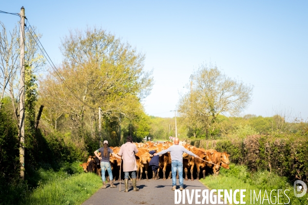 Transhumance ligérienne