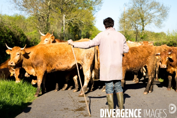 Transhumance ligérienne