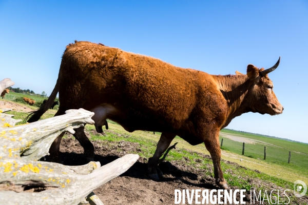 Transhumance ligérienne