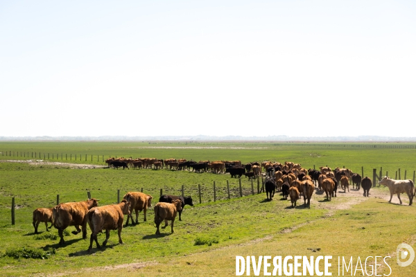 Transhumance ligérienne