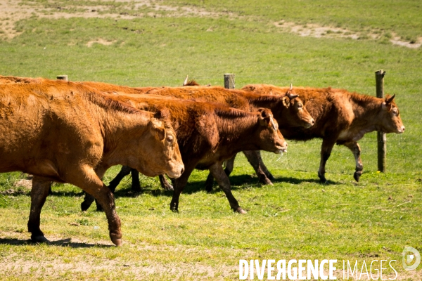 Transhumance ligérienne