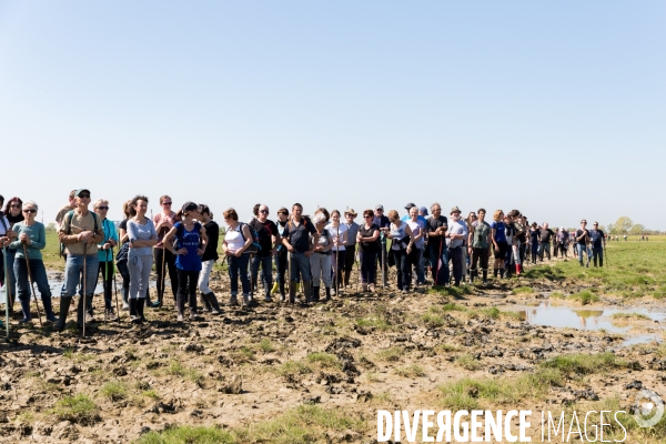 Transhumance ligérienne