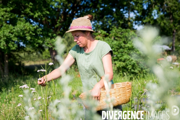 Productrice de plantes aromatiques et médicinales