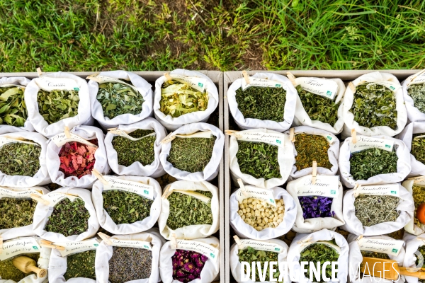 Productrice de plantes aromatiques et médicinales