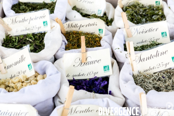 Productrice de plantes aromatiques et médicinales