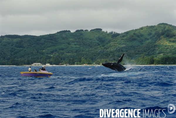 Humpback whale - jump