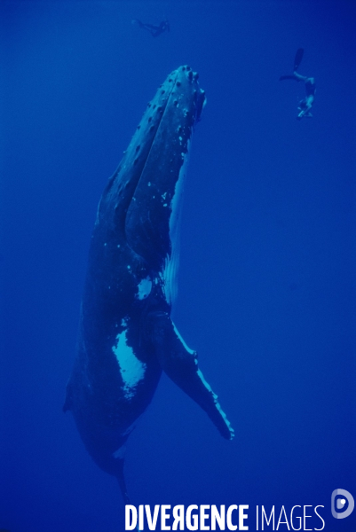 Humpback whale