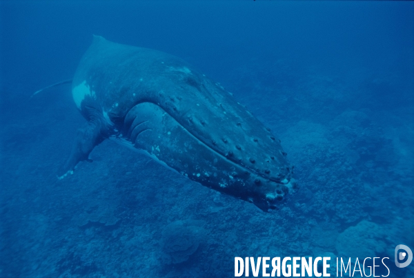 Humpback whale