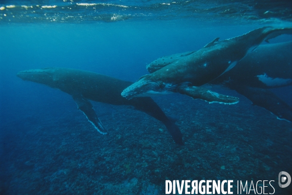 Humpback whale