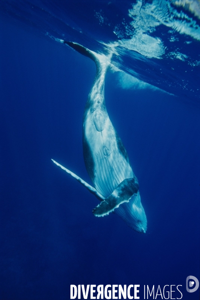 Humpback whale