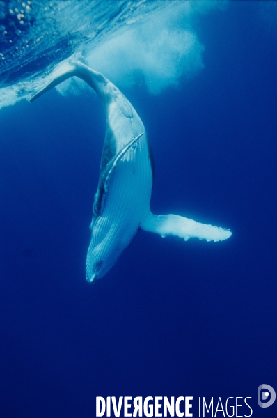 Humpback whale