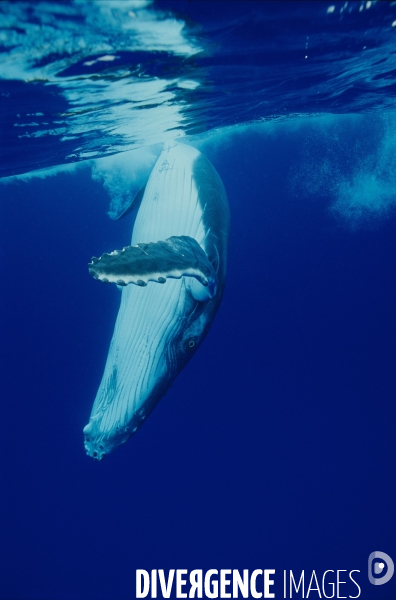 Humpback whale